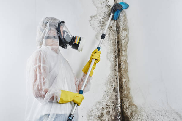 Office Mold Removal Services in Lynn Haven, FL