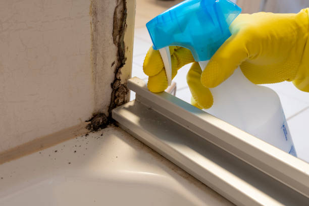 Best Crawl Space Mold Removal  in Lynn Haven, FL