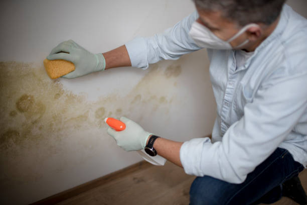 Mold Removal Process in Lynn Haven, FL