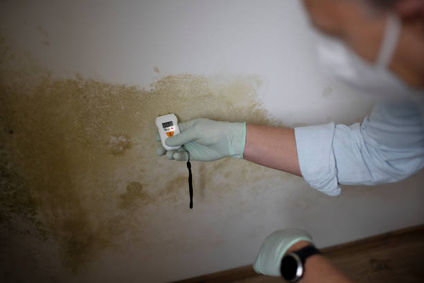 Best Commercial Mold Removal  in Lynn Haven, FL