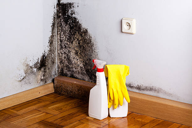 Best Office Mold Removal Services  in Lynn Haven, FL